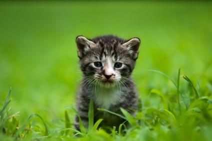 Thumb of kitten in grass close up