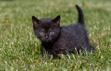 Black kitten in the grass