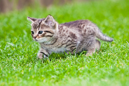 Thumb of Boy kitten in the grass