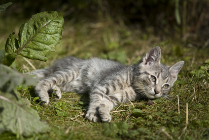 Cool kitten relaxing in the grass