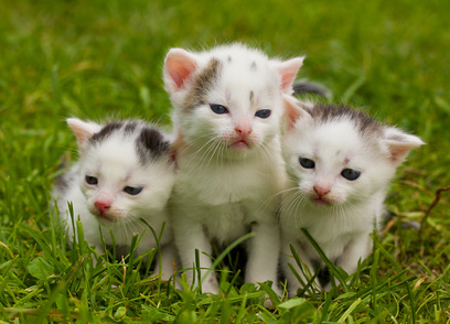 Three cute kittens in the grass