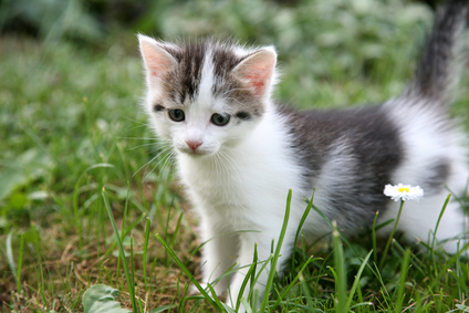 Female kitten by a flower