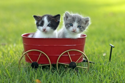 Funny kittens in a cart