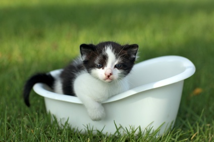 Girl kitten climbing out of tub