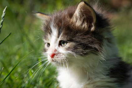 Good closeup of kitten