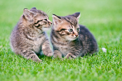 Two male kittens on the grass