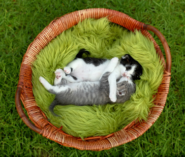 Two kittens hugging in basket