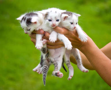 Three white kittens